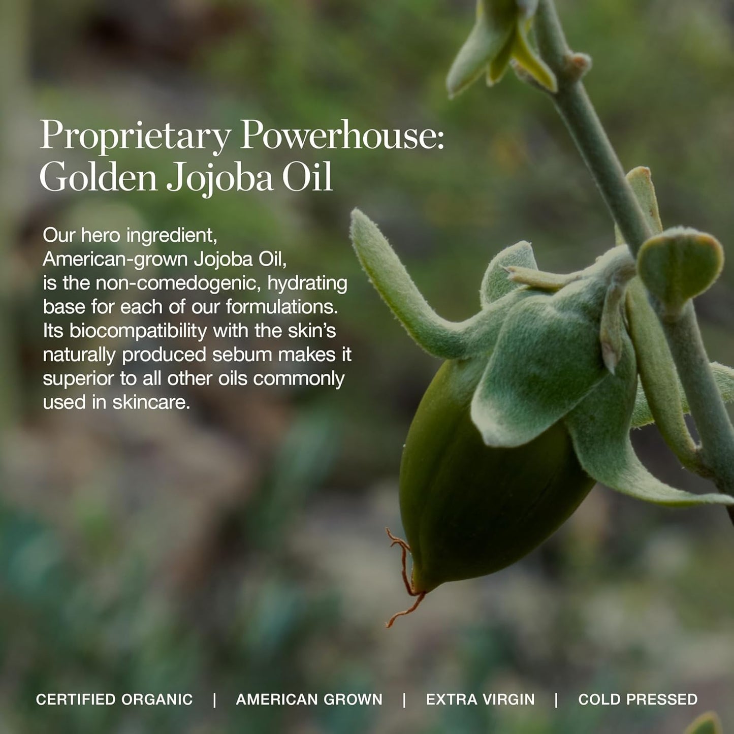 Ogee Complexion Perfecting Under Eye Concealer - Certified Organic Full Coverage Concealer - Buildable Coverage - BEECH 0.05N - Very Light (Neutral Undertones)